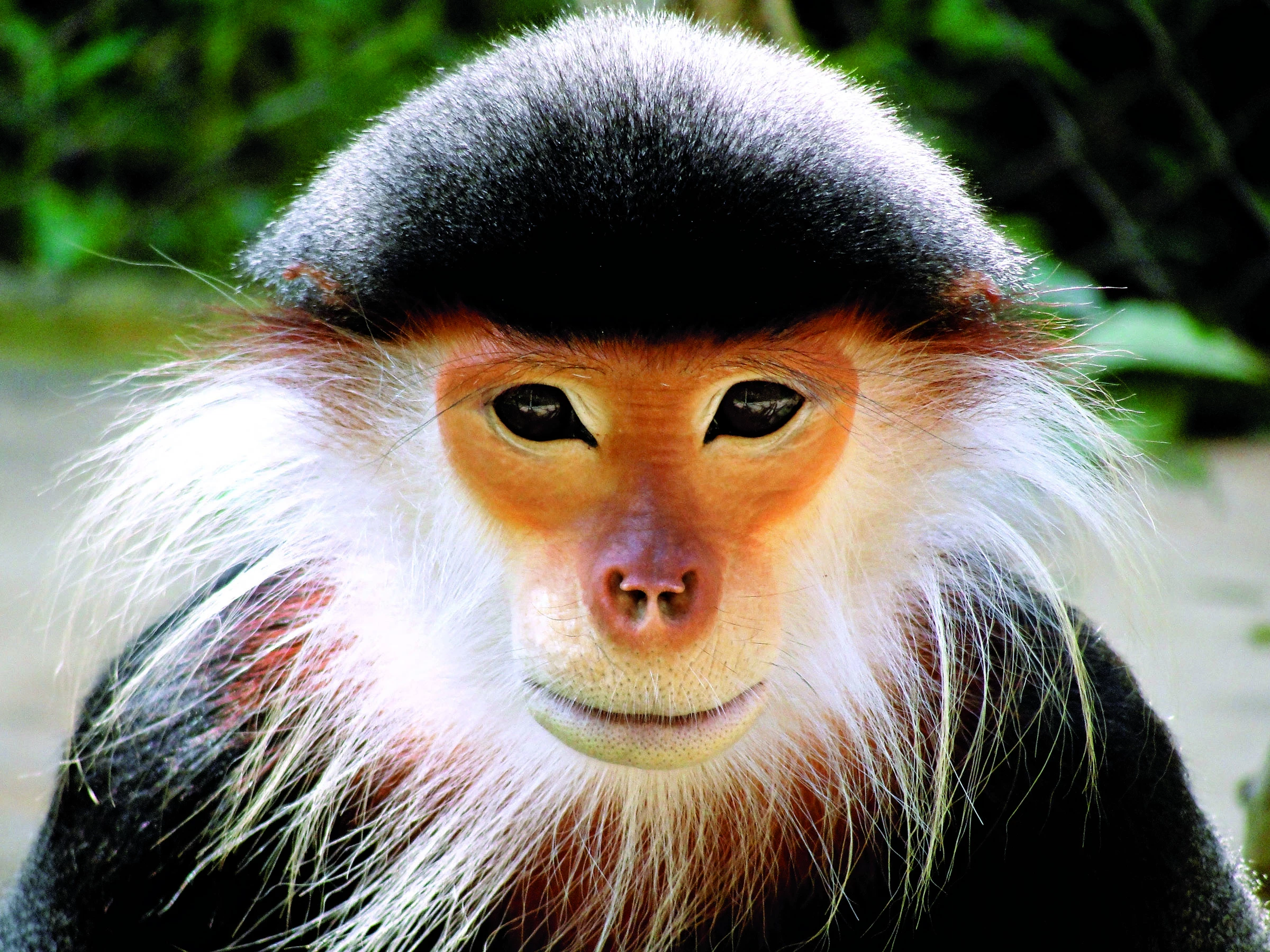 обезьяны виды с фото название породы