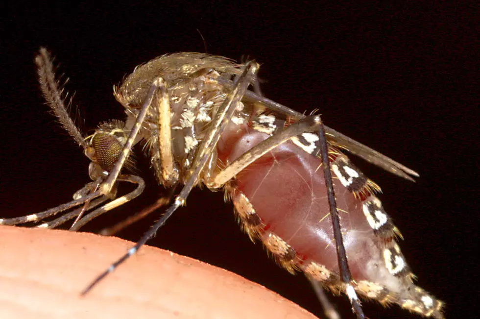 Mosquito in Westport Tests Positive For EEE Virus