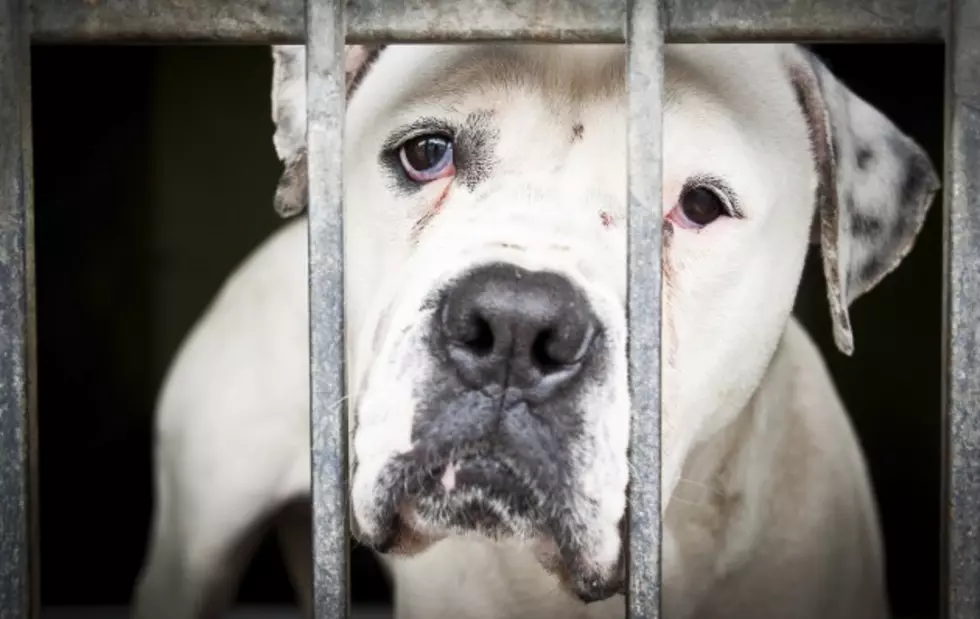 State Considers Registry For Animal Cruelty Convicts