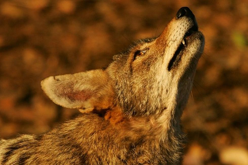 Dartmouth Officials Howl About Coyote Encounters, Offer Tips