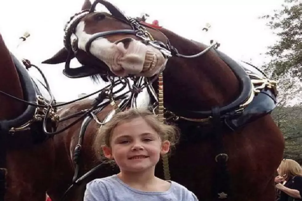 Clydesdale Horse Showing Off His Greatness With The Best Photobomb So Far Of 2016 [PHOTO]