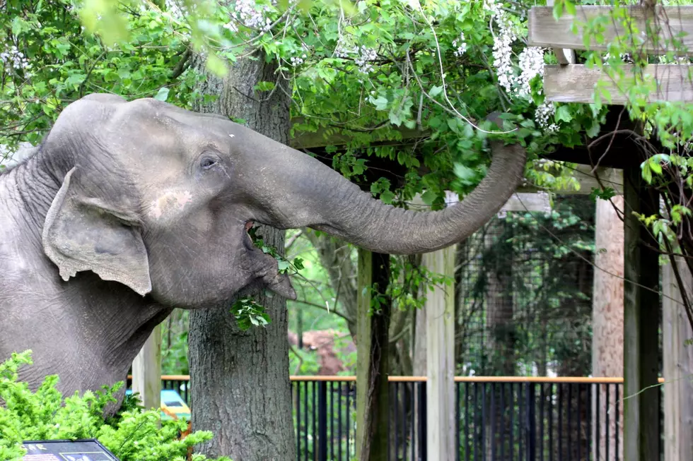 Stable But Guarded: Update on New Bedford’s Ruth the Elephant
