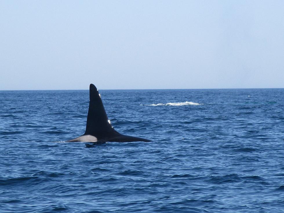 Orca Spotted off Cape Cod [VIDEO]