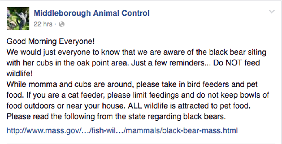 Middelborough Animal Control Warns Residents of Black Bears
