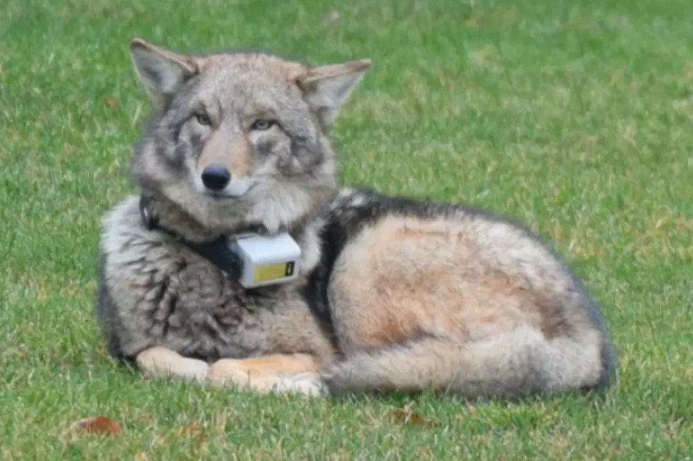 Buttonwood Park Zoo Offers to ‘Adopt’ Cliff the Coyote