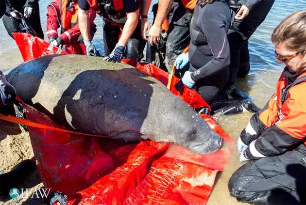 Manatee Rescued Off of Cape Cod