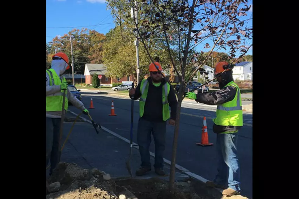 New Bedford Announces Progress In Tree Planting Goal