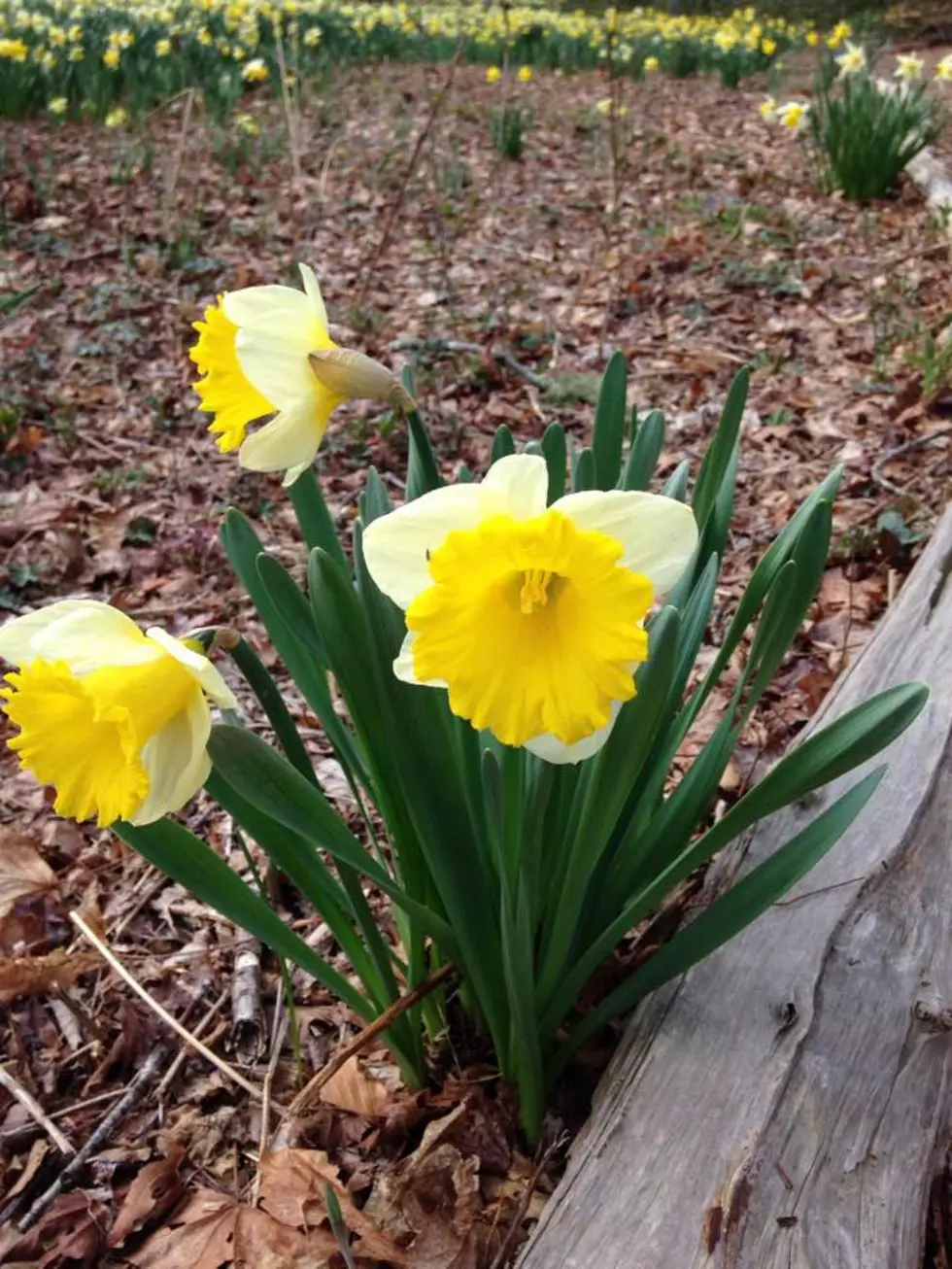Daffodil Season Begins at Dartmouth Parsons Reserve