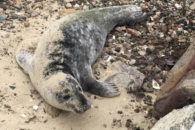 Seal Visits New Bedford Beach