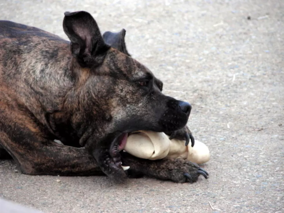 Rawhide Dog Chew Recall Expanded By United Pet Group