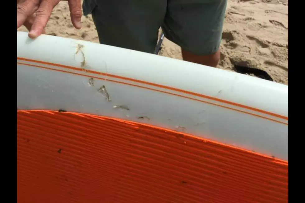 Shark Bites Paddleboard