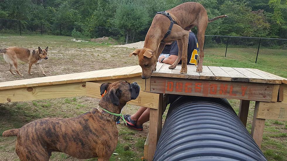 Yard Sale Benefiting Dartmouth Dog Park