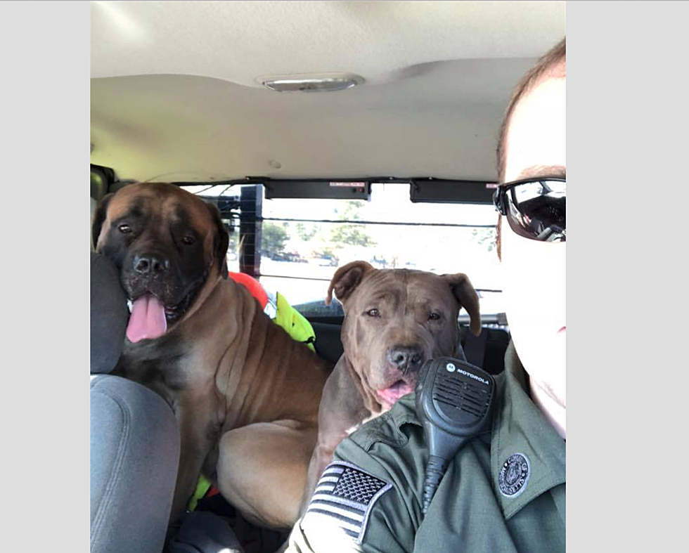 Wareham Animal Control Looking for Owner of Two Dogs Found