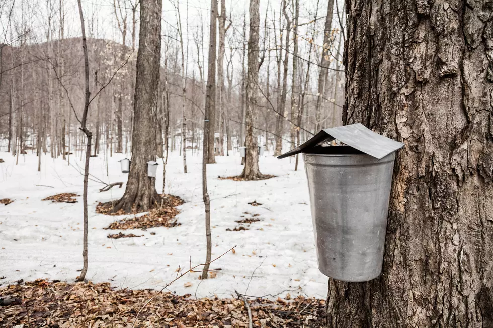 Maple Sugaring Event at the Dartmouth YMCA