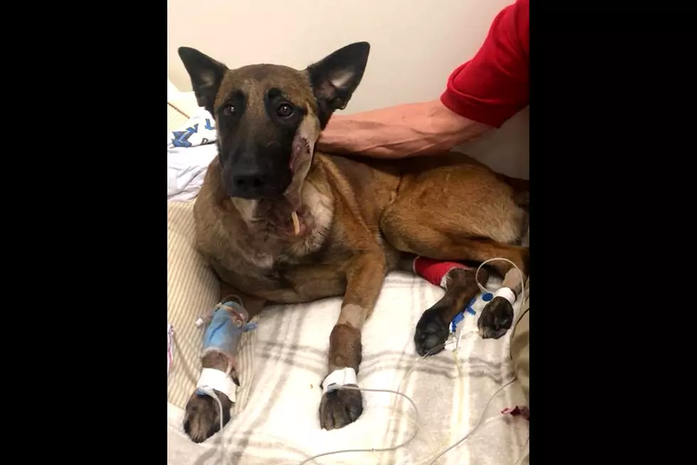 Nero the Police Dog is Recovering