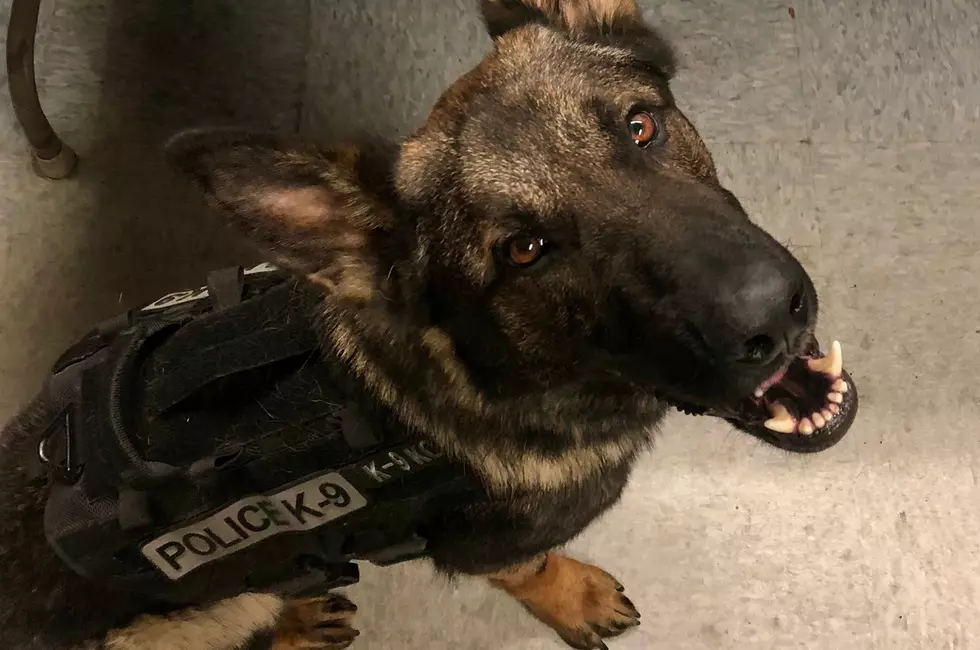 Freetown K9 Helps Police Find Drugs in Suspicious Vehicle