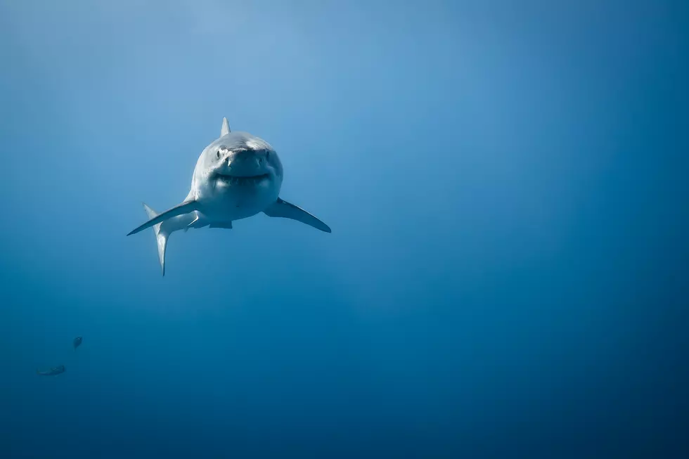Cape Officials to Release Report on Rise in Great White Sharks