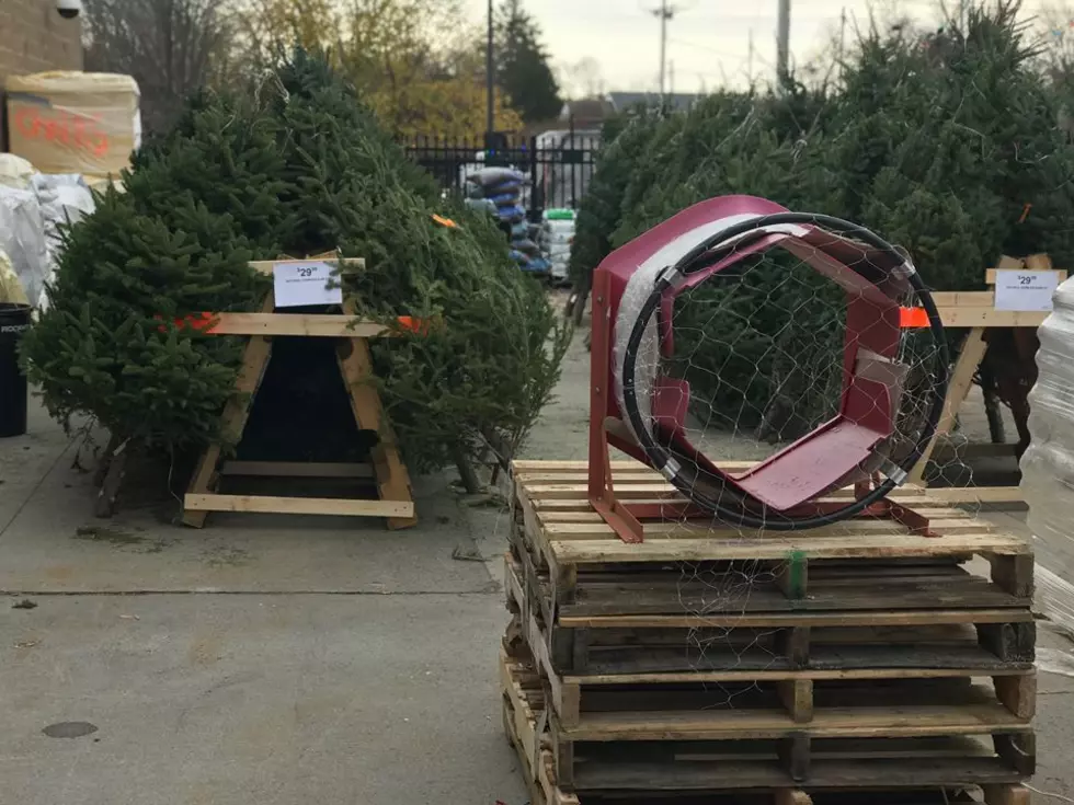 State Touts Real Massachusetts Christmas Trees Over Fake Trees