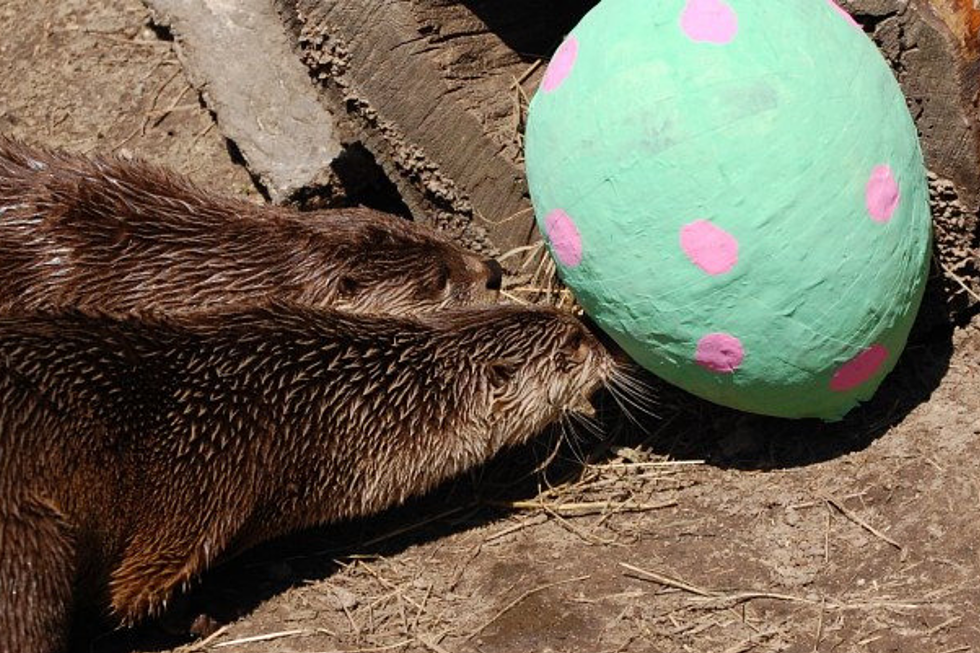 Easter EggZOOberance at Buttonwood Park Zoo