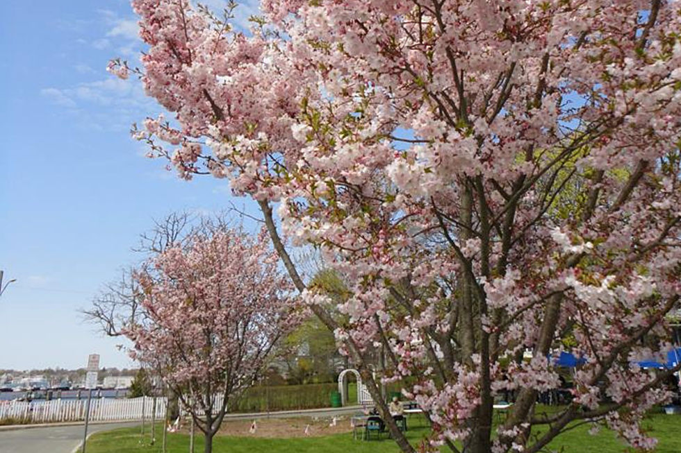 Cherry Blossom Festival Fairhaven [Townsquare Sunday]