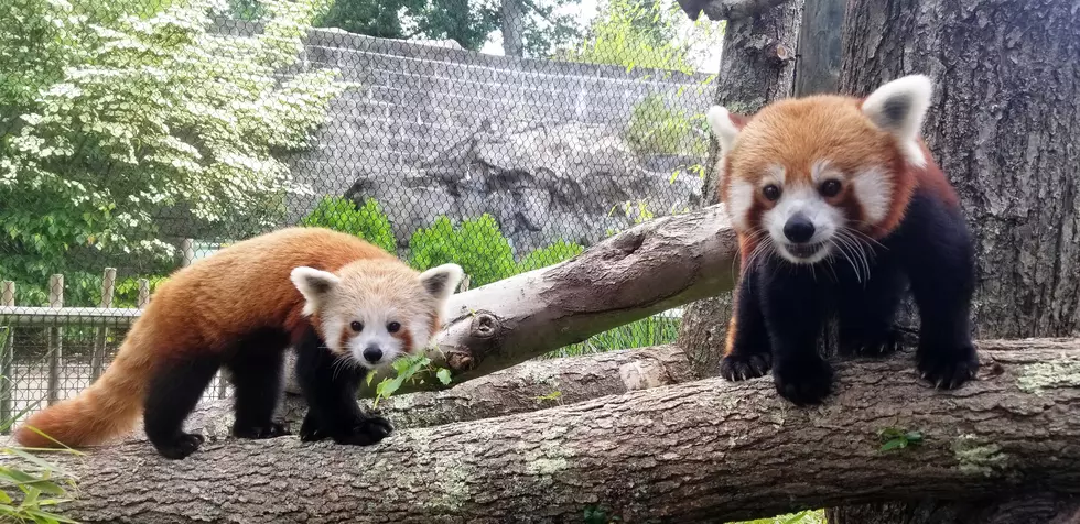 Buttonwood Park Zoo Welcomes Second Red Panda