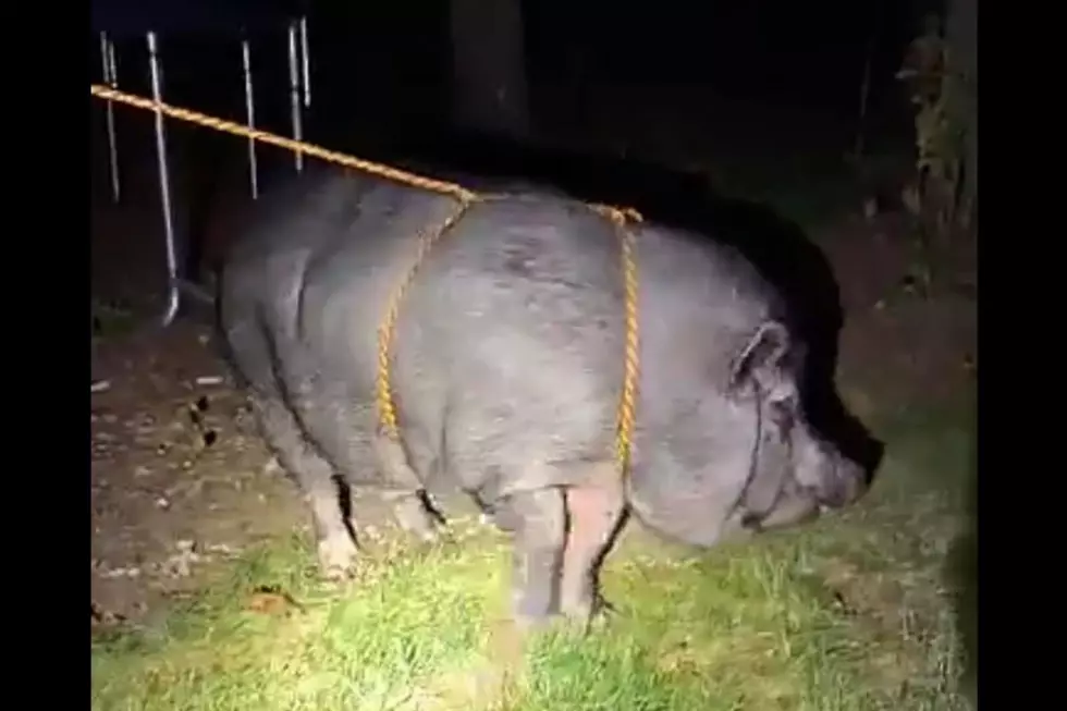 Pork Patrol: Wareham Authorities Capture Escaped Pig