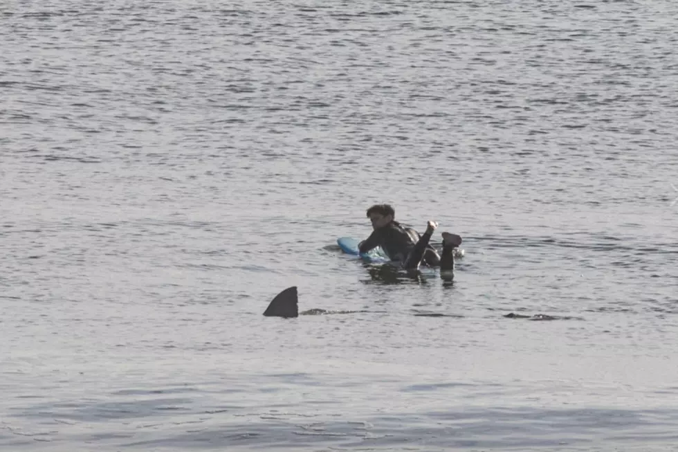 Great White Shark Comes Within Feet of Surfer Off Cape Cod Beach