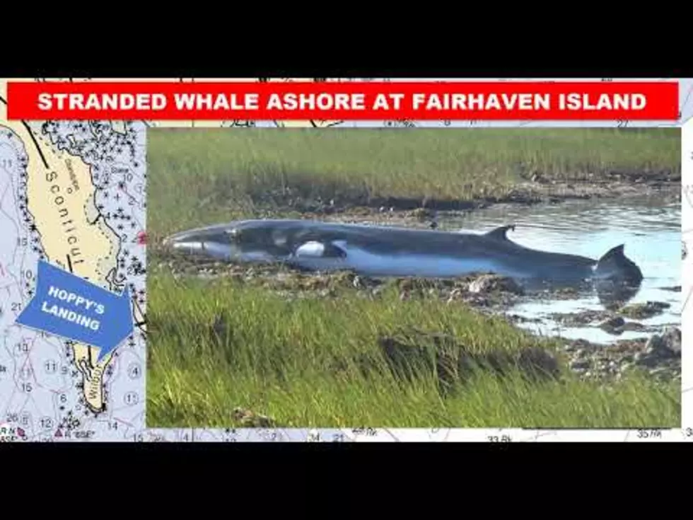Rescuers Attempting to Save Stranded Whale in Fairhaven