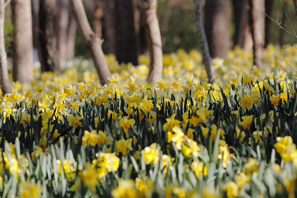 Could the Dartmouth Daffodils Bloom Early This Year?