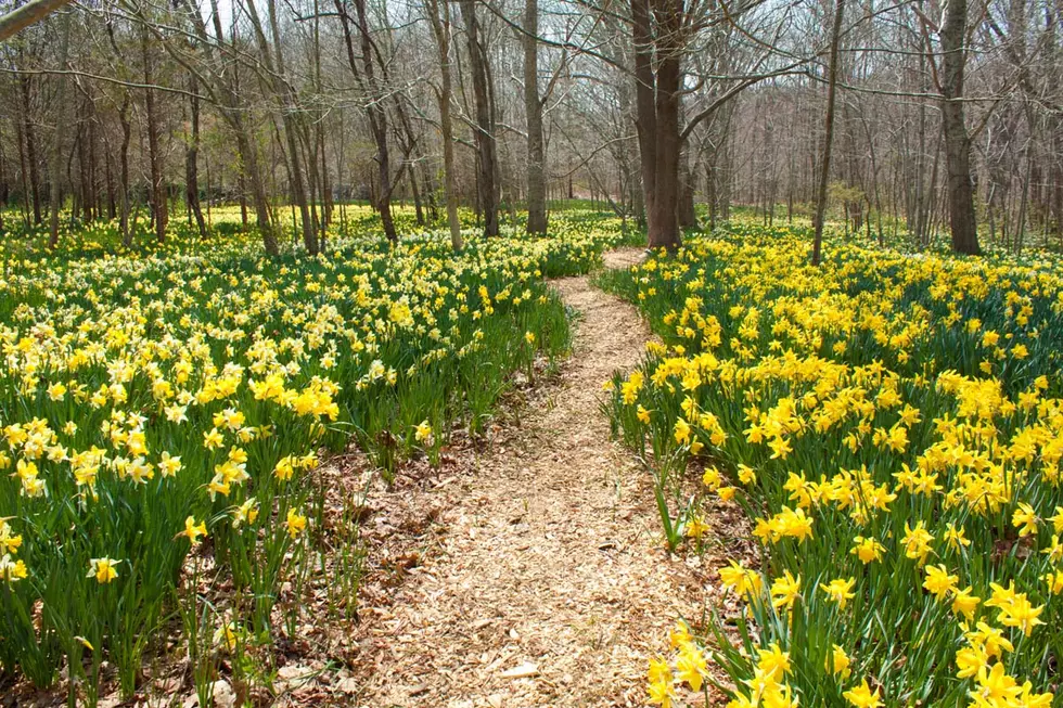 DNRT Closes Parsons Reserve Daffodil Field for the 2020 Season