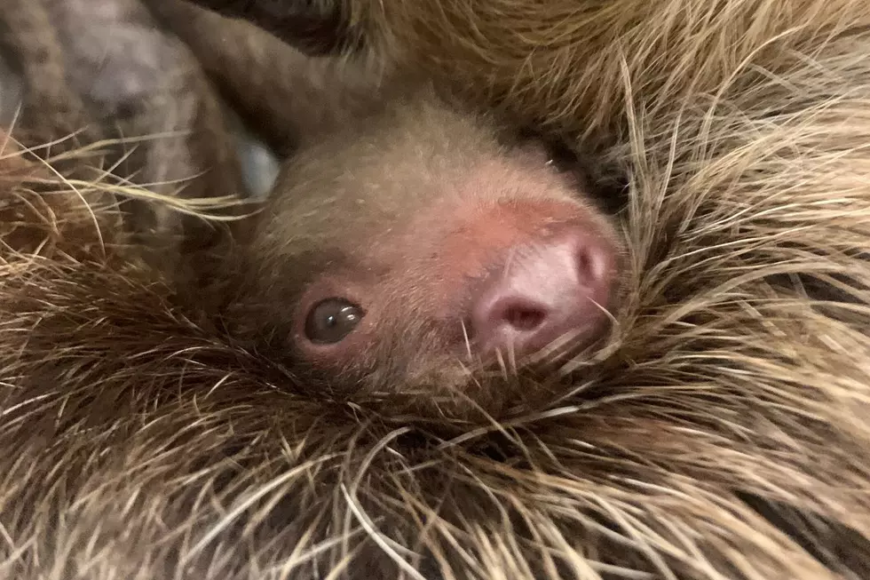 Baby Linne’s Two-Toed Sloth Born at Roger Williams Park Zoo