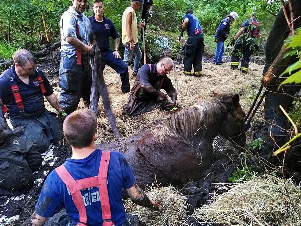 Marion Firefighters Rescue Two Horses Stuck in Mud