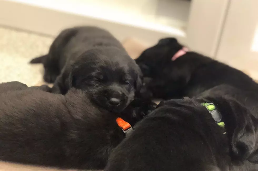 You Could Help Raise and Train Service Puppies
