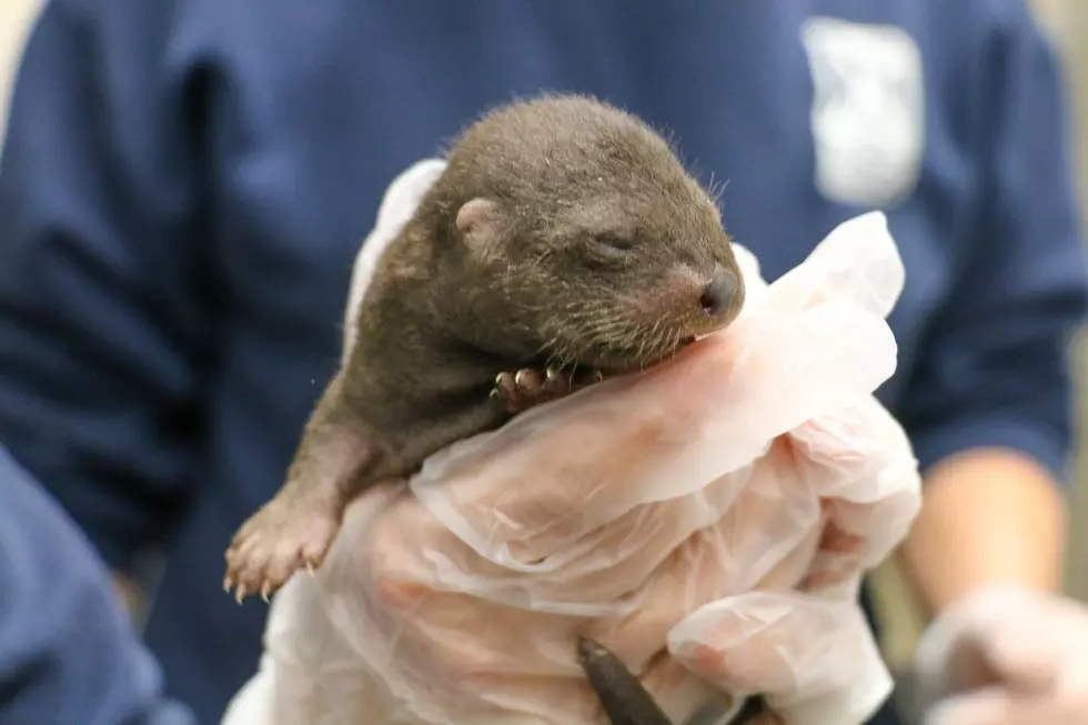 Four River Otters Born at Roger Williams Park Zoo