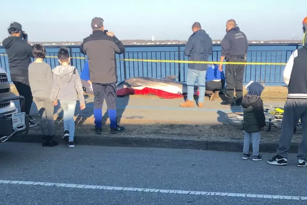 Deceased Dolphin Discovered on New Bedford Beach