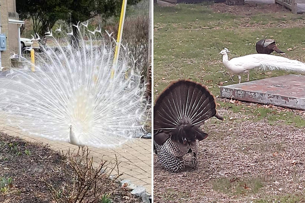 Kingston Turkeys Adopt Plymouth White Peacock As One of Their Own