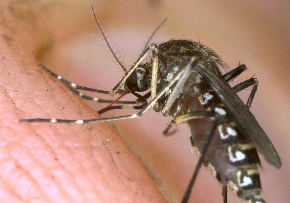 New Bedford to Begin Summer Mosquito Spraying