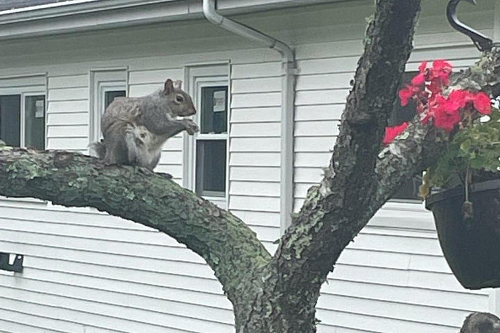 New Bedford’s Happiest Squirrel That Hops Like a Bunny