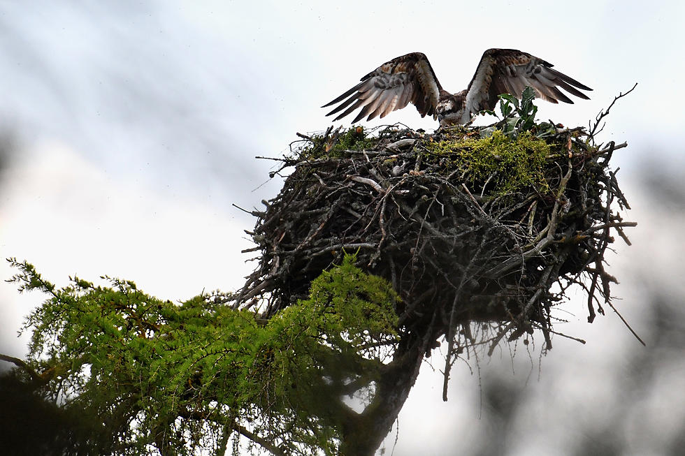 Eversource: Power Outage Caused by Nesting Osprey