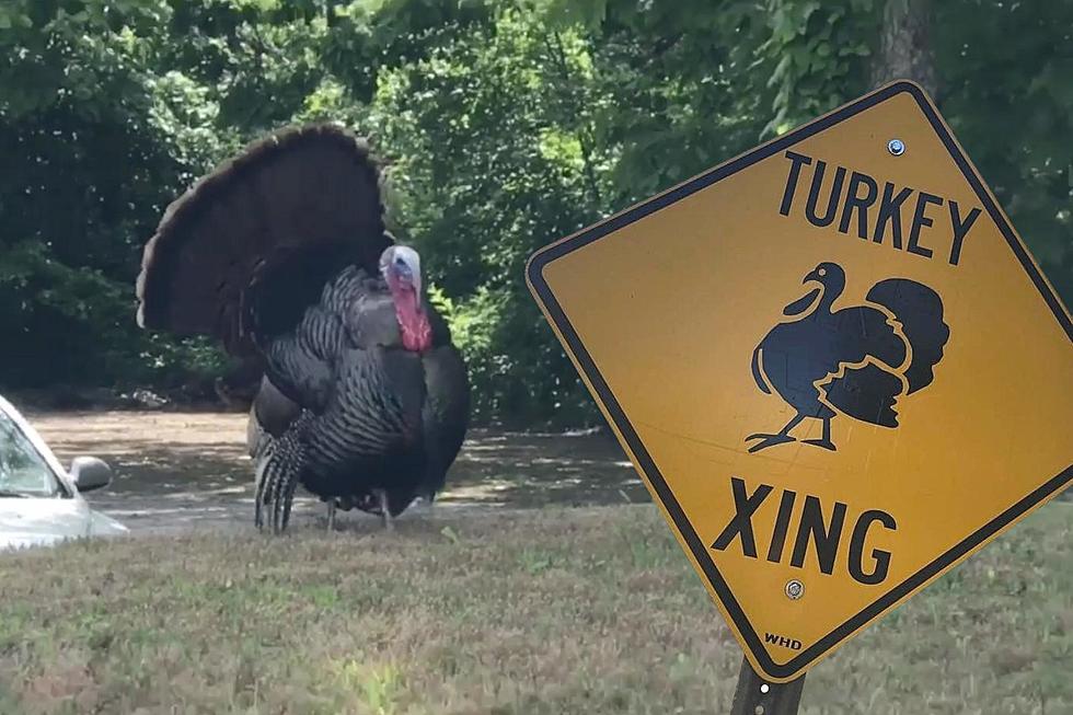 The Explosion of the SouthCoast Wild Turkey Population
