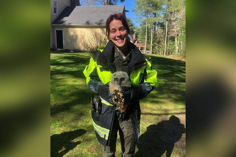 Wareham’s New Animal Control Officer Rescues Great Horned Owlet