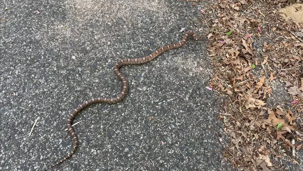 Rochester ‘Rattlesnake’ Sighting Turns Out to Be Totally Harmless