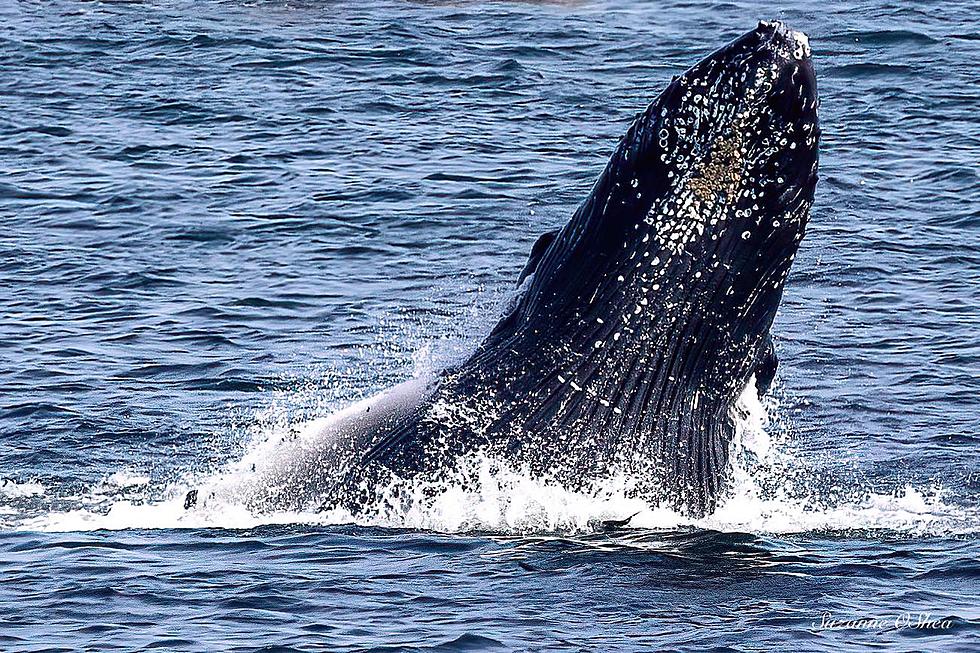 The Best Month for Massachusetts Whale Watches Is Coming Soon