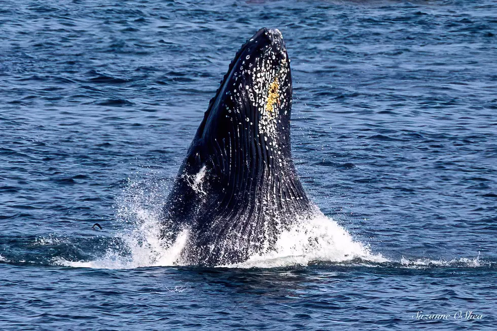 Northeast Offshore Wind Potential Threat to Endangered Whales