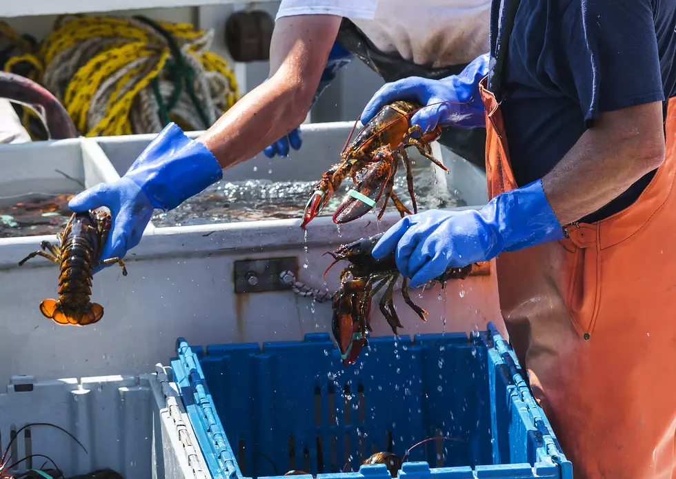 Mass. Lobstermen's Group Sue Government Over Closure