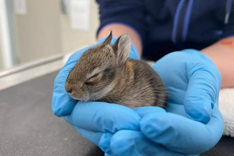 Massachusetts Wildlife Center Sees ‘Earliest Litter’ of Bunnies Ever