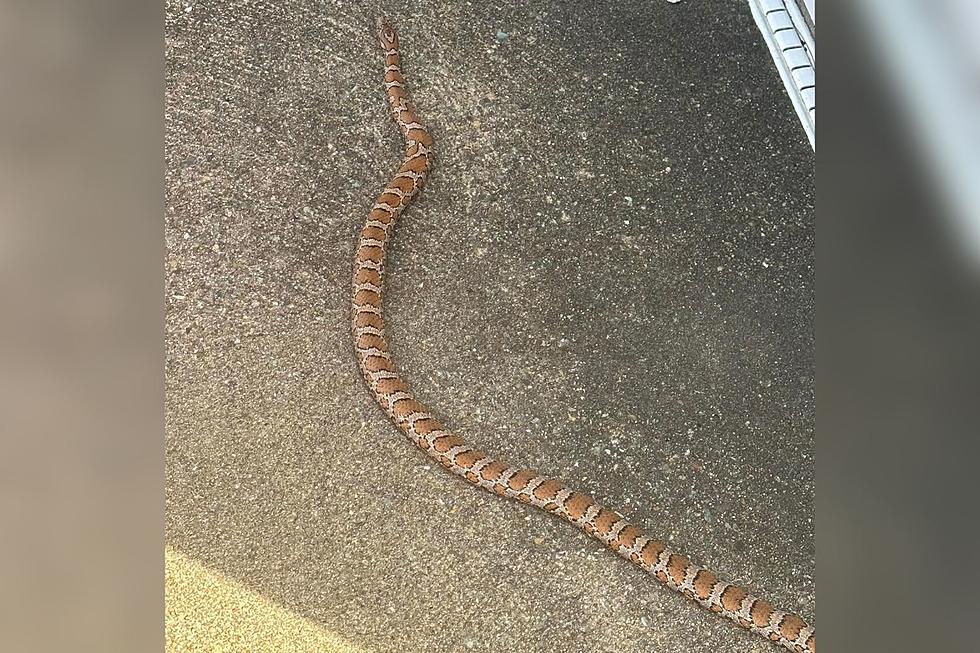 Snakes Awake: Middleboro Mom Finds Massive ‘Nope Rope’