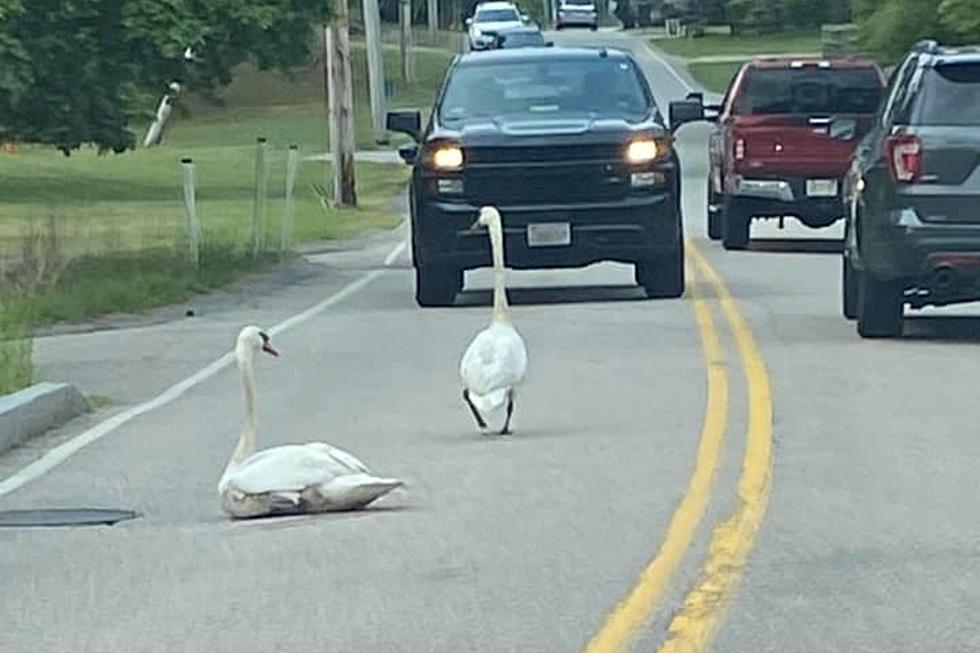 Freetown Swan That Rested in Roadway May Be Injured