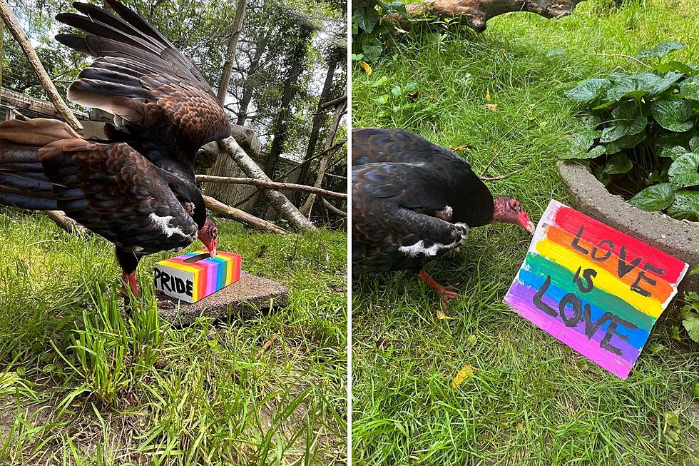 New Bedford Zoo’s Pride Month Vulture Message Sparks Controversy