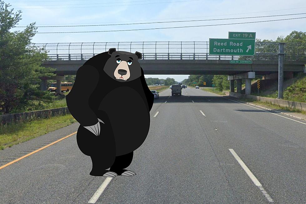 Bear Spotted on the Highway in Dartmouth